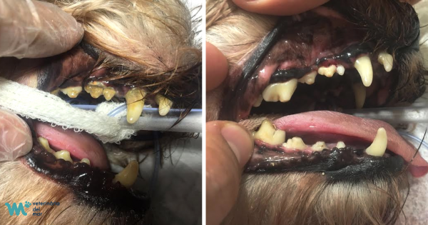Limpieza dental en perros y su importancia